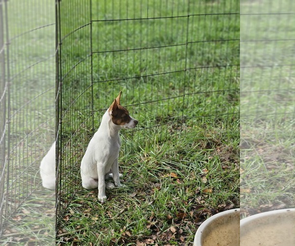 Medium Photo #10 Rat Terrier-Unknown Mix Puppy For Sale in Wakefield, RI, USA
