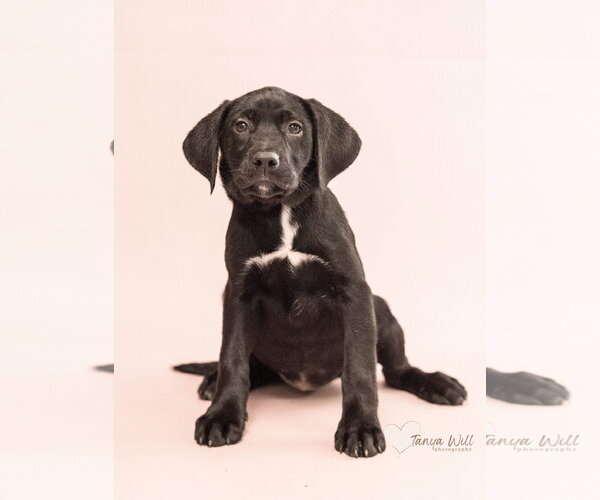 Medium Photo #1 Labrador Retriever-Unknown Mix Puppy For Sale in Greenville, SC, USA