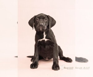 Labrador Retriever-Unknown Mix Dogs for adoption in Greenville, SC, USA