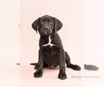 Small Labrador Retriever Mix