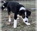 Small Photo #3 Australian Shepherd Puppy For Sale in SHAWNEE, OK, USA