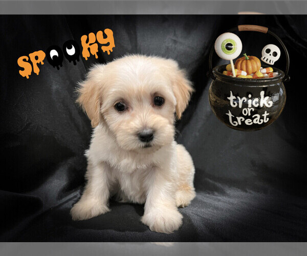 Medium Photo #4 Maltese-Maltipoo Mix Puppy For Sale in SAN FRANCISCO, CA, USA