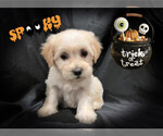 Small Photo #4 Maltese-Maltipoo Mix Puppy For Sale in SAN FRANCISCO, CA, USA