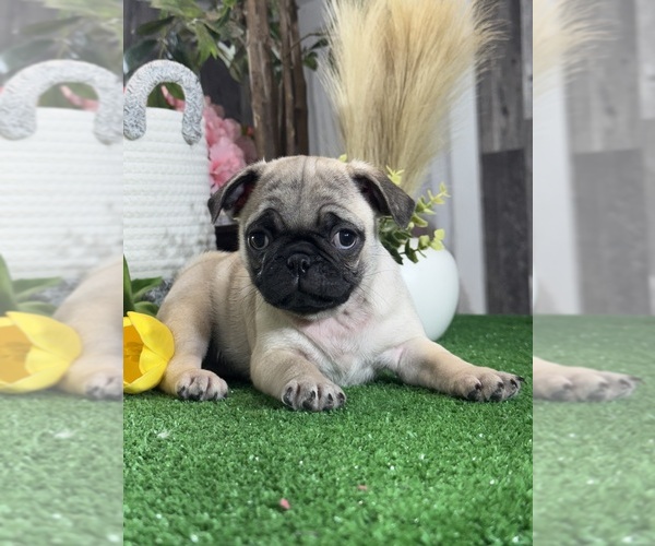 Medium Photo #2 Pug Puppy For Sale in CANOGA, NY, USA