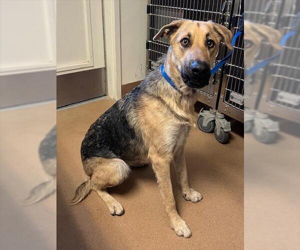 Medium Photo #1 German Shepherd Dog Puppy For Sale in Norco, CA, USA