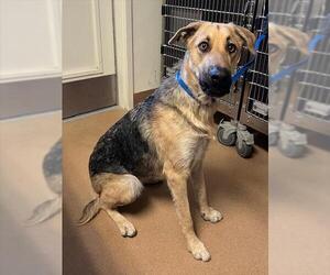 German Shepherd Dog Dogs for adoption in Norco, CA, USA