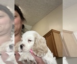 Small Photo #4 Cocker Spaniel Puppy For Sale in FLOWERY BRANCH, GA, USA