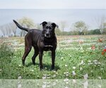 Small Labrador Retriever Mix
