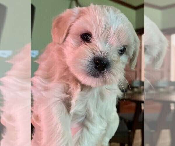 Medium Photo #6 ShihPoo Puppy For Sale in BAYPORT, MN, USA