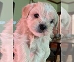 Small Photo #6 ShihPoo Puppy For Sale in BAYPORT, MN, USA