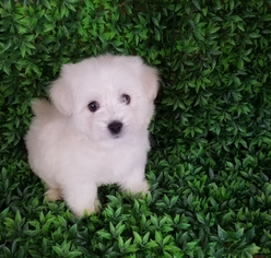 Maltipom Puppy for sale in RIVERSIDE, CA, USA