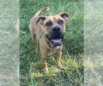 Small #1 American Pit Bull Terrier