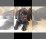 Small Photo #3 Labrador Retriever Puppy For Sale in CHARLOTTE, NC, USA