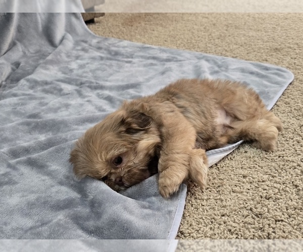 Medium Photo #3 Shih Tzu Puppy For Sale in CARLYLE, IL, USA