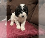 Puppy Florence Poodle (Standard)