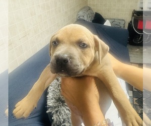 American Bully Puppy for sale in LAKE STATION, IN, USA