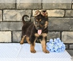 Small #2 German Shepherd Dog