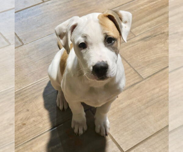 Medium Photo #18 American Pit Bull Terrier-Australian Shepherd Mix Puppy For Sale in OKLAHOMA CITY, OK, USA