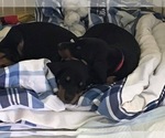 Small Photo #7 Doberman Pinscher Puppy For Sale in MIDWEST CITY, OK, USA