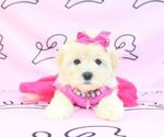 Small Photo #2 Mal-Shi Puppy For Sale in LAS VEGAS, NV, USA