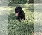 Small Photo #5 Labrador Retriever Puppy For Sale in TAMPA, FL, USA