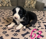 Puppy Girl 3 Australian Shepherd