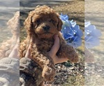 Puppy Puppy 2 Toy Poodle (Toy)
