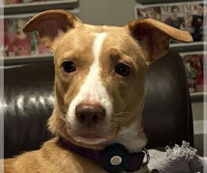 Labrador Retriever-Unknown Mix Dogs for adoption in Canton, CT, USA