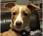 Small Labrador Retriever Mix
