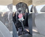Small #10 Labrador Retriever Mix