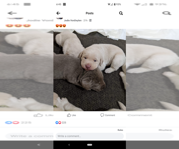 Medium Photo #1 Labrador Retriever Puppy For Sale in MALINTA, OH, USA