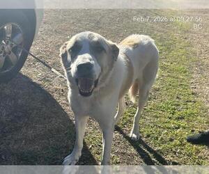 Great Pyrenees Dogs for adoption in Ocala, FL, USA