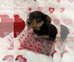 Small Photo #8 Yorkshire Terrier Puppy For Sale in NORMAN, OK, USA
