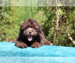 Small ShihPoo