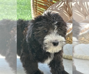 Bernedoodle (Miniature) Puppy for sale in ELMHURST, IL, USA