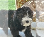 Small Photo #1 Bernedoodle (Miniature) Puppy For Sale in ELMHURST, IL, USA