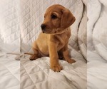 Small Photo #57 Labrador Retriever Puppy For Sale in BUFFALO, NY, USA