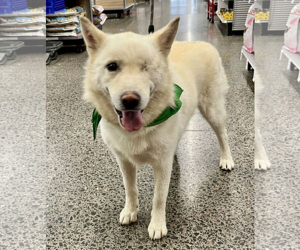 Medium Photo #7 Siberian Husky Puppy For Sale in Cedar Crest, NM, USA