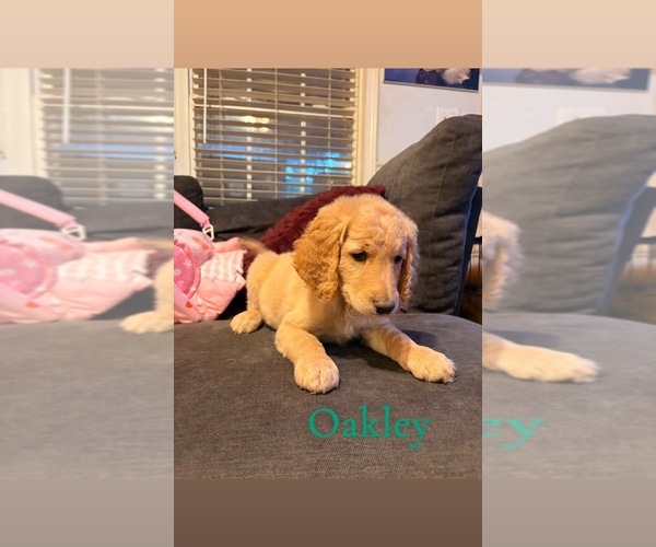 Medium Photo #4 Goldendoodle Puppy For Sale in DENVER, NC, USA
