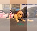 Small Photo #4 Goldendoodle Puppy For Sale in DENVER, NC, USA