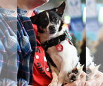 Small Chihuahua Mix