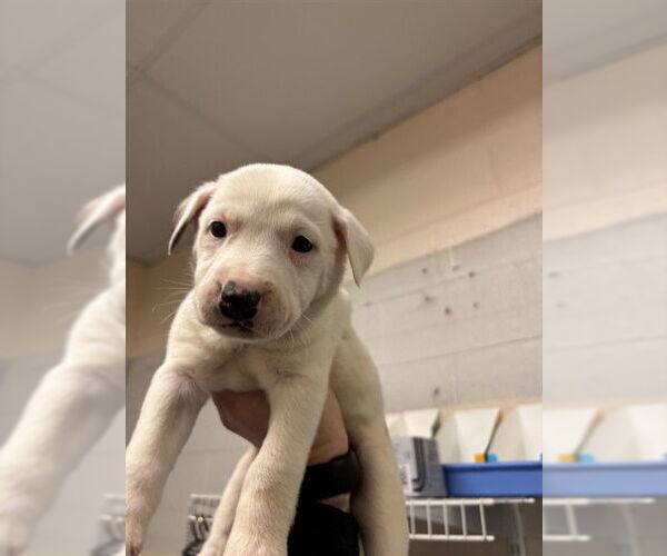 Medium Photo #1 Mutt Puppy For Sale in Oklahoma City, OK, USA