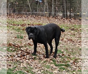 Cane Corso Puppy for sale in BLACKWELL, MO, USA