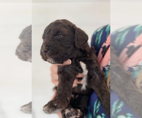 Medium Photo #6 Labradoodle Puppy For Sale in ABILENE, KS, USA