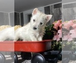 Small #1 West Highland White Terrier