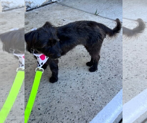 Medium Photo #13 Mutt Puppy For Sale in Corona, CA, USA