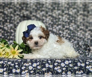 Shih-Poo Puppy for sale in GORDONVILLE, PA, USA