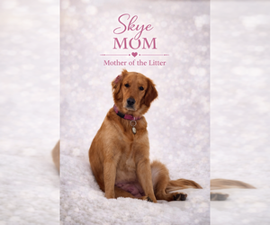 Mother of the Golden Retriever puppies born on 02/20/2026