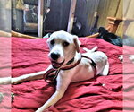 Small Photo #4 Border Collie Puppy For Sale in Rutherfordton, NC, USA