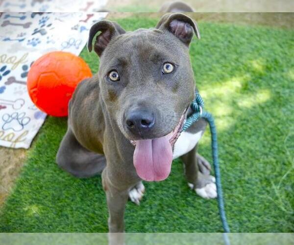 Medium Photo #2 American Staffordshire Terrier-Unknown Mix Puppy For Sale in Tallahassee, FL, USA